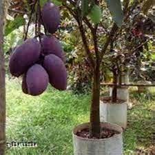 Black Stone Mango Plant Manufacturer & Supplier in India